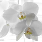 am 12. Februar 2012